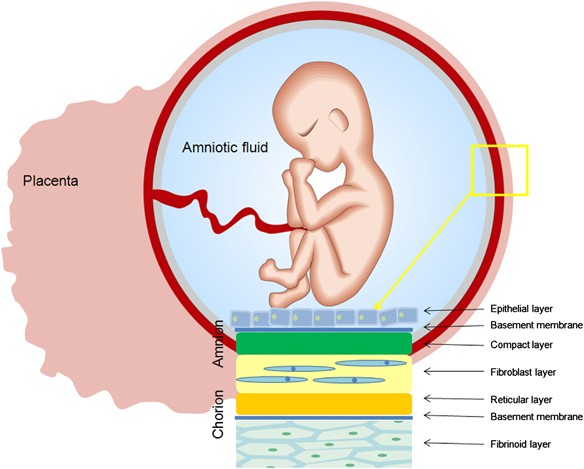 کاربردهای پرده آمنیوتیک در مهندسی و بازسازی بافت